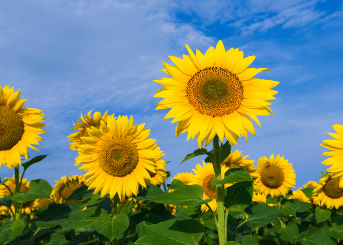 Girasole - Immagine simbolica dello Studio Iliotropio