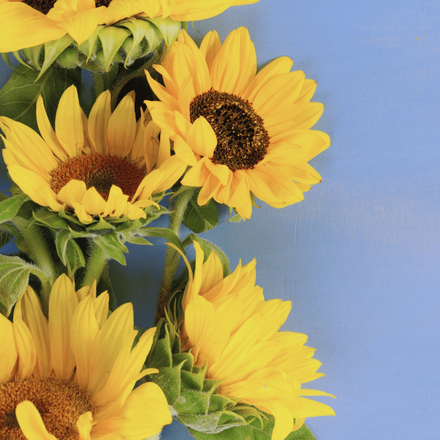 Girasoli, simbolo di orientamento e risorse interiori